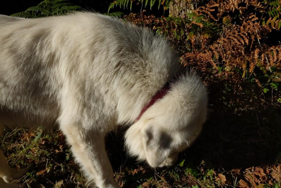 Fundmeldung Hund  Unbekannt Saint-Martial-Entraygues Frankreich