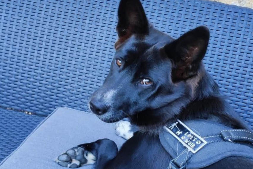 Vermisstmeldung Hund rassenmischung Weiblich , 2 jahre Coux-et-Bigaroque-Mouzens Frankreich