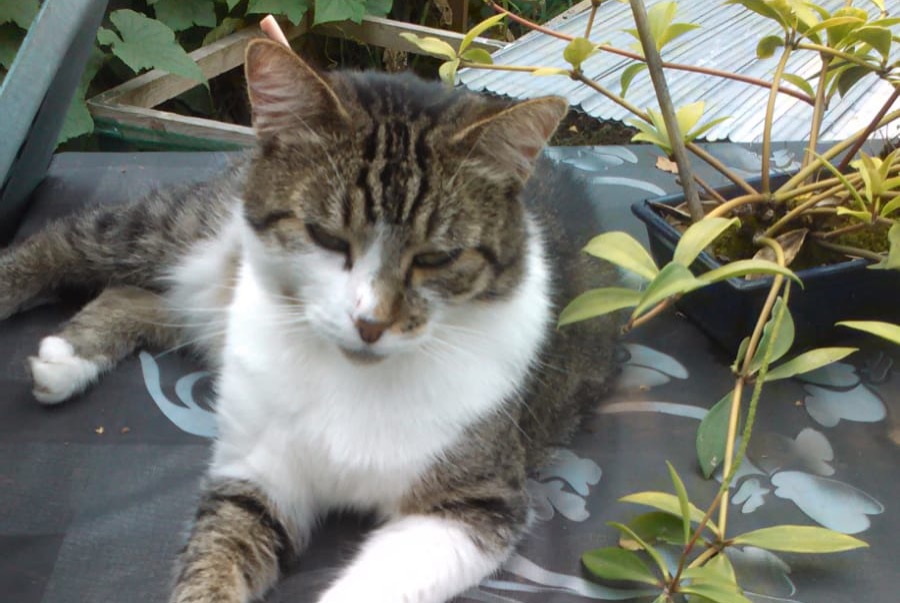 Disappearance alert Cat Male , 14 years Saint-Aulaire France