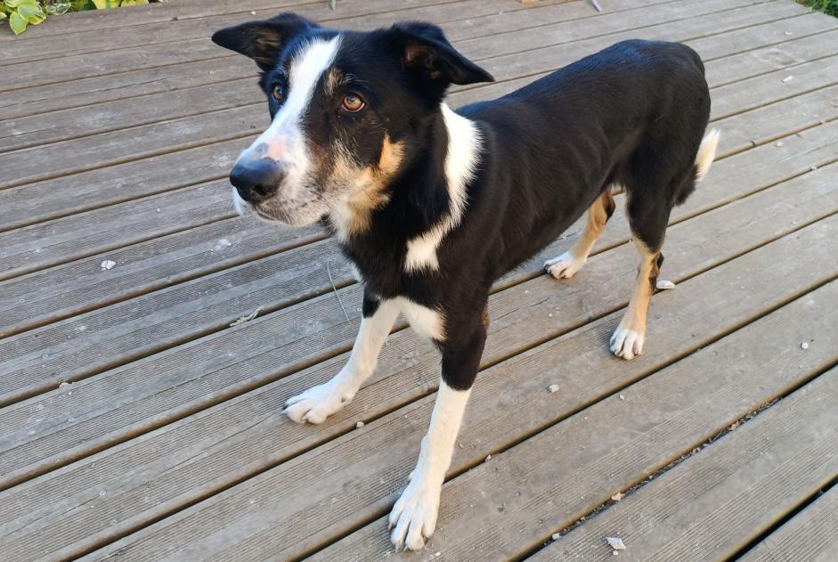 Discovery alert Dog miscegenation Male Tulle France