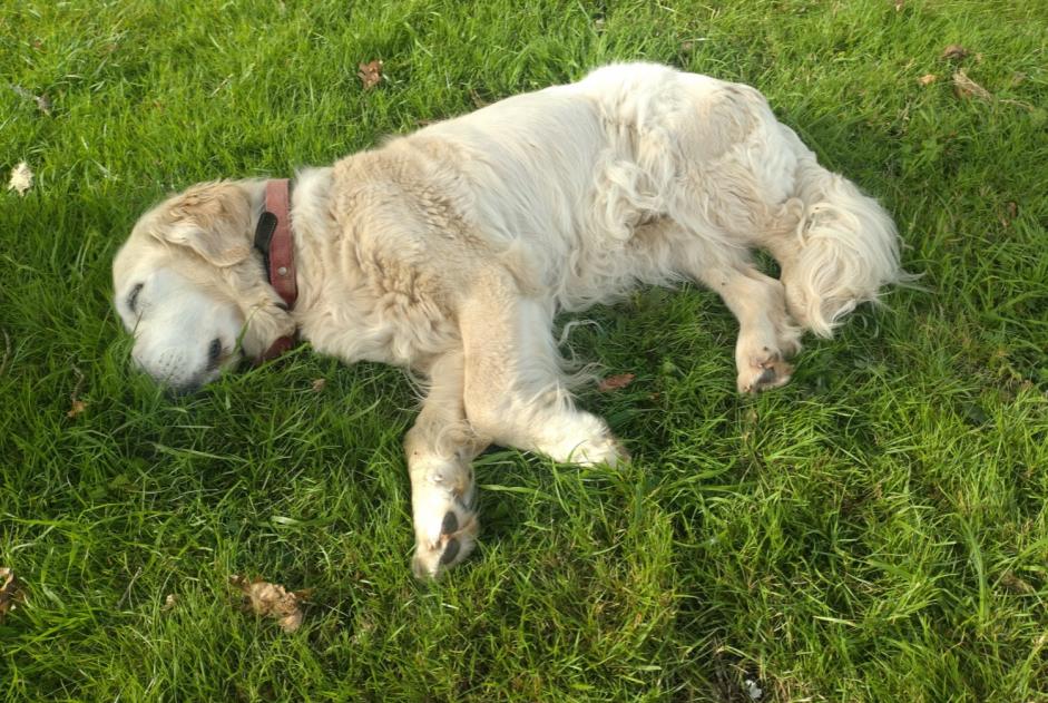 Disappearance alert Dog  Female , 13 years Saint-Pardoux-l'Ortigier France