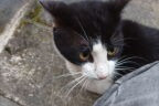 Alerta de Desaparición Gato Macho , 1 años Bar Francia