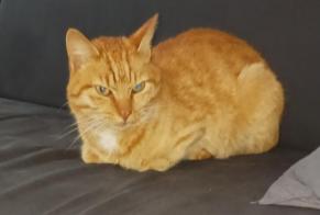 Alerte Disparition Chat  Mâle , 6 ans Merlines France