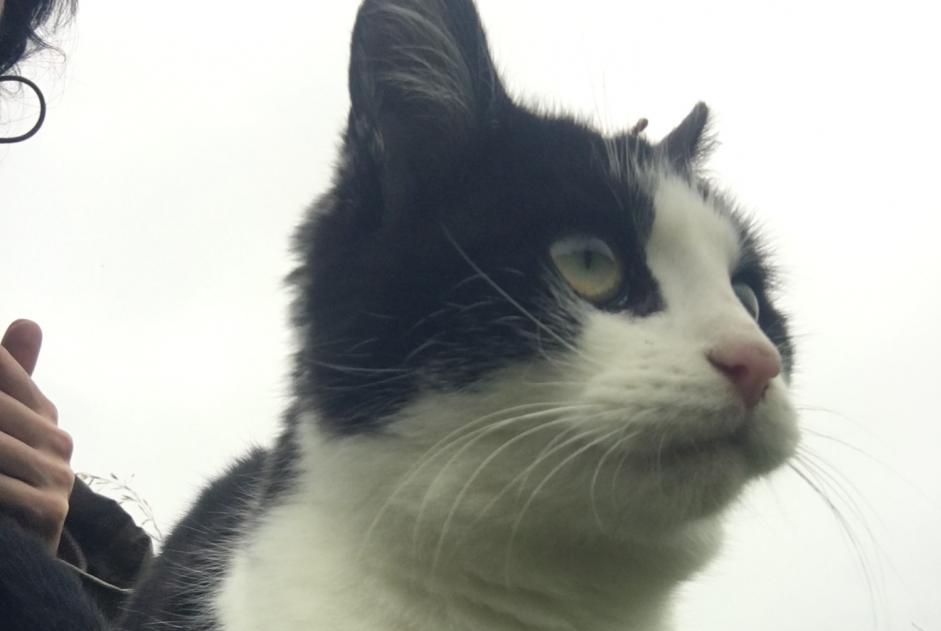 Alerte Découverte Chat Femelle Chameyrat France