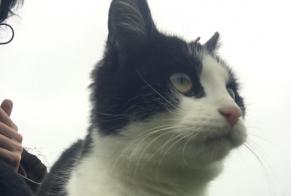 Alerte Découverte Chat Femelle Chameyrat France
