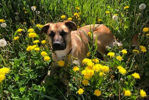 Alerte Disparition Chien  Femelle , 2 ans Saint-Germain-les-Vergnes France