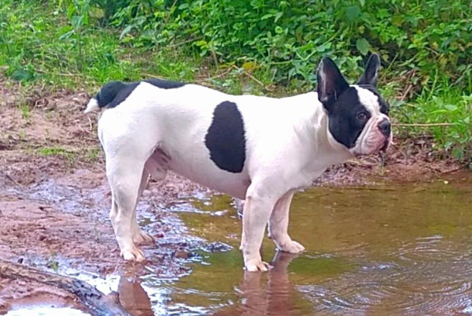 Alerte Disparition Chien  Mâle , 2 ans Cublac France