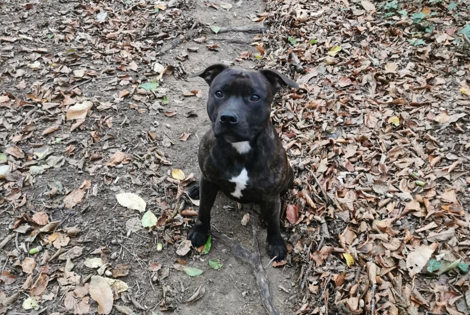 Alerte Découverte Chien Mâle Naves France Alerte Découverte Chien Mâle Naves France