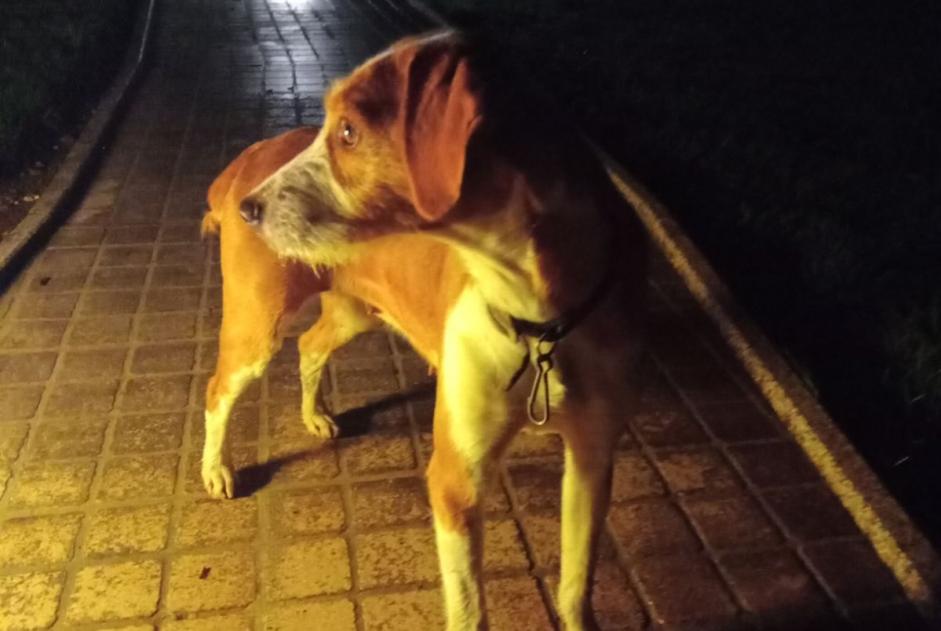 Alerte Découverte Chien croisement Femelle Seilhac France Alerte Découverte Chien croisement Femelle Seilhac France