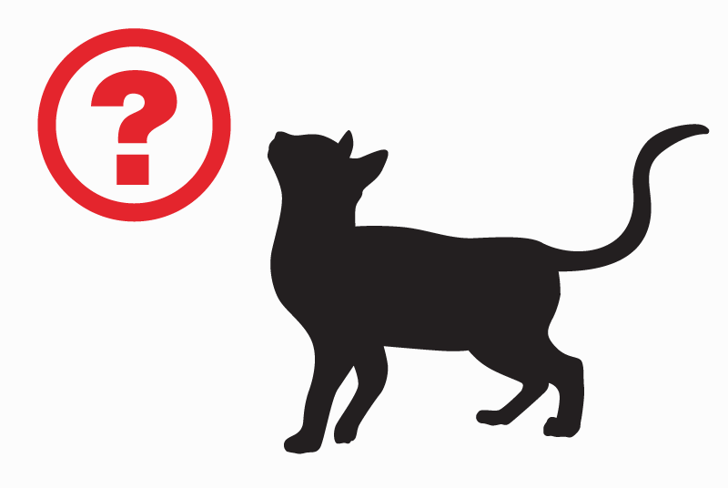 Vermisstmeldung Katze Weiblich , 8 jahre Soudaine-Lavinadière Frankreich